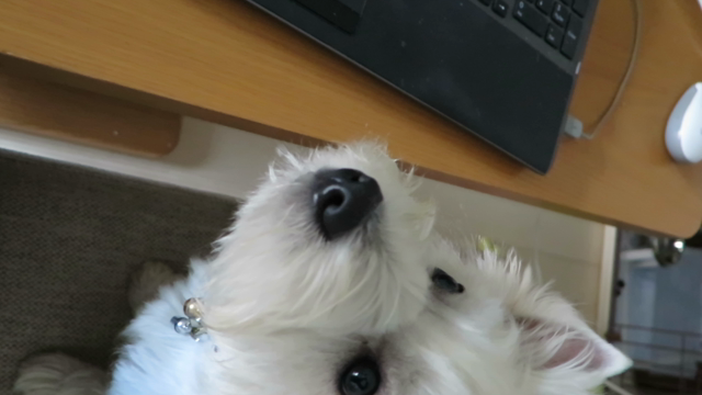 おやつの時間。の記事動画