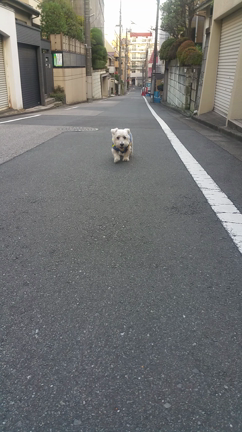 特訓中の記事動画