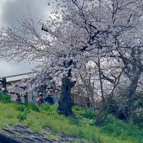 春季 〜 桜 〜の画像