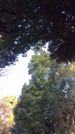 自然の記事動画