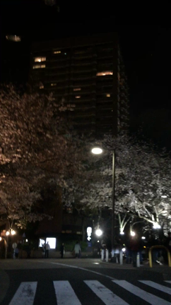 桜〜の記事動画