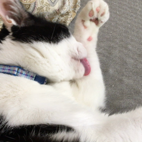 愛猫達の画像