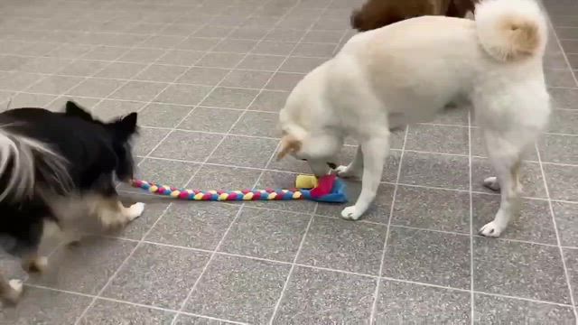 ·楽しいプッチのロープ遊びの記事動画