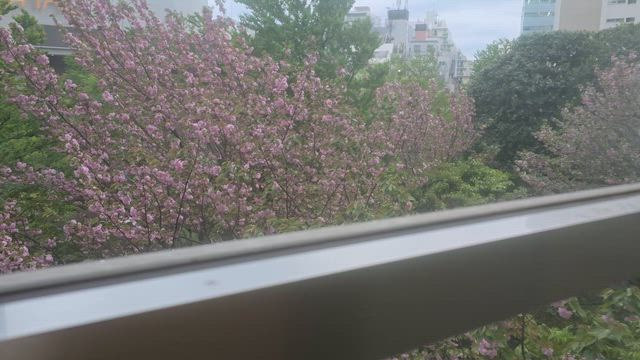 綺麗な八重桜の記事動画