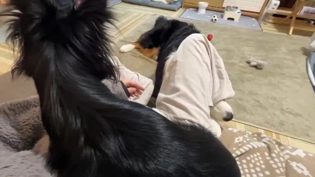 キメテル二人！！！の記事動画