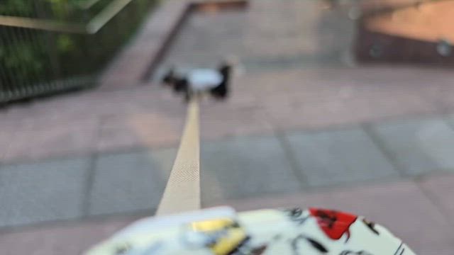 今朝のプッチ散歩、、、の記事動画