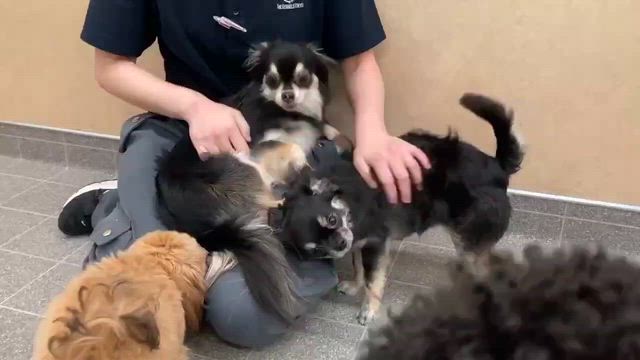 プッチの大好きな保育園ママ！の記事動画