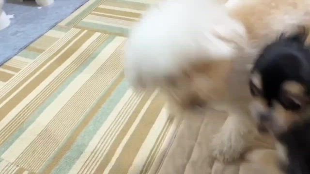頭隠して尻隠さずプッチなりの記事動画