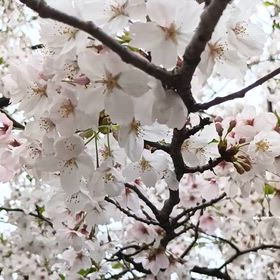 桜の画像