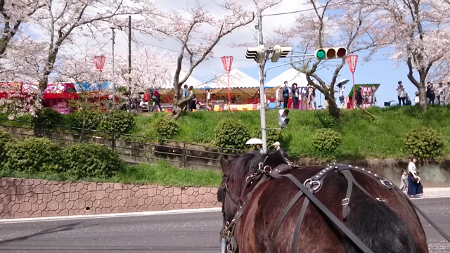 きすきの桜 開花状況 2019 ⑩の記事動画