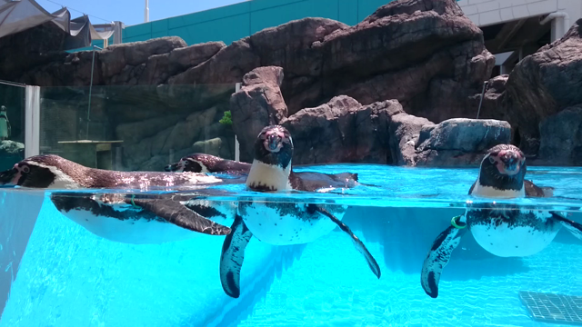 鳥羽水族館の記事動画
