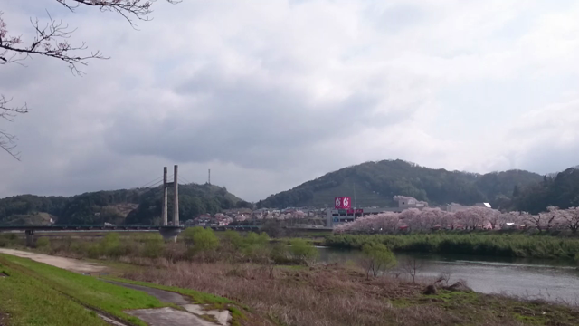 三刀屋河川敷 御衣黄開花状況 2019①の記事動画