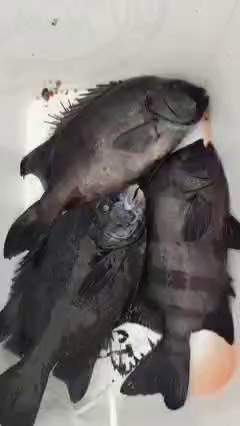 まとめて釣果情報( ꈍᴗꈍ)の記事動画