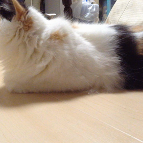 ねこのビクトリア 毛がぬけすぎの画像