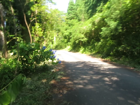 あじさい＠大辻山・六字名号の記事動画
