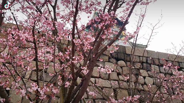 大阪城、『隠し曲輪』の河津桜。の記事動画