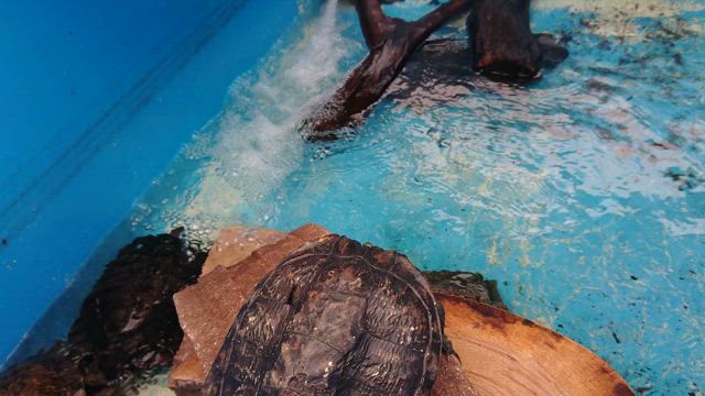 アカミミガメの記事動画