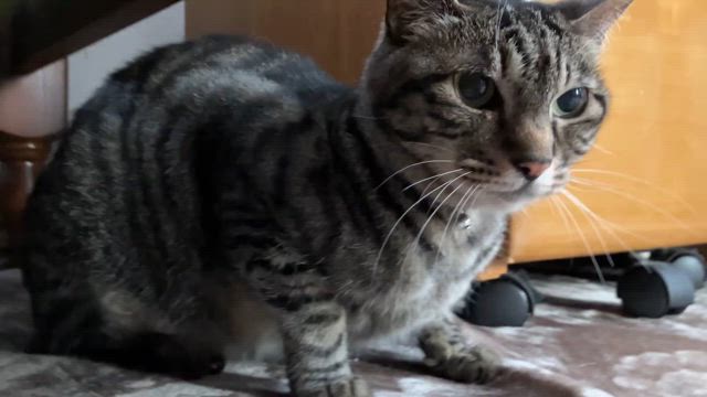 さすがに暑い。。の記事動画
