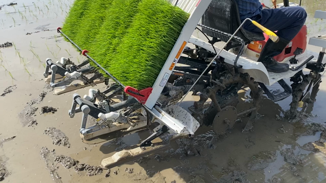 やるっつェ！　田植え！の記事動画