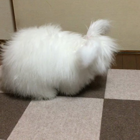 ひょこっ！の画像