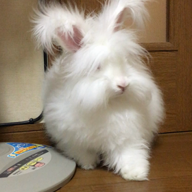 キョロキョロの画像