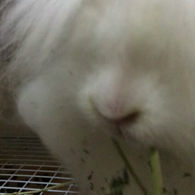 ポリポリの画像