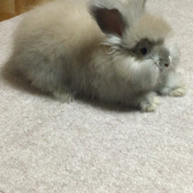 おイチさんのへやんぽの画像