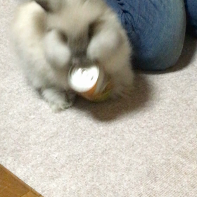 ビールでコロコロの画像