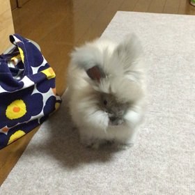 元気なおイチちゃんと現在の体重の画像