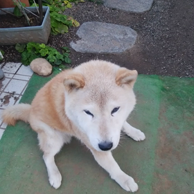 我が家の愛犬 なつの画像
