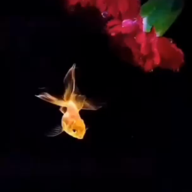 癒しての画像