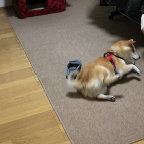 スリッパで遊ぼう♪の画像