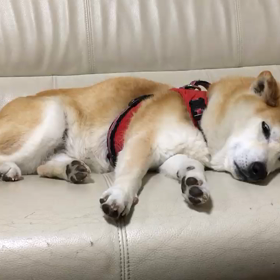 おやすみの画像