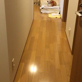 柴犬にズームイン！の画像