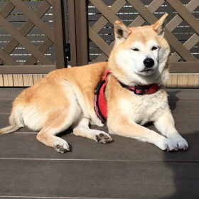 おはようございますの画像
