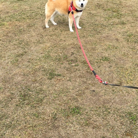 松ぼっくりで遊ぼう②の画像