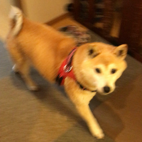おやつを求めての画像