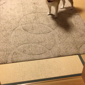 脱ぎたての靴下に夢中の画像