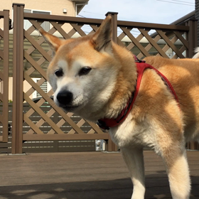 猛犬注意の画像