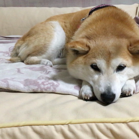 おやすみなさいの画像