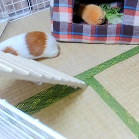 おはようもかちゃんの画像