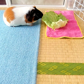 もかVSれたすの画像