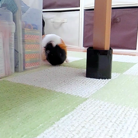 かくれんぼの画像