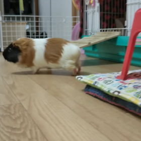 もかは～の画像