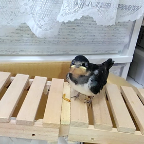 元気なピーちゃんの画像
