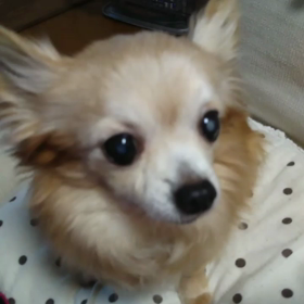 杏の画像