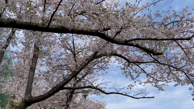 満開の桜のなかでの記事動画