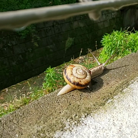 かたつむりさんの画像