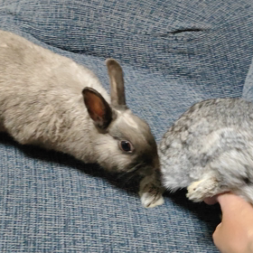ちびに気付いて逃げるぷ〜の画像