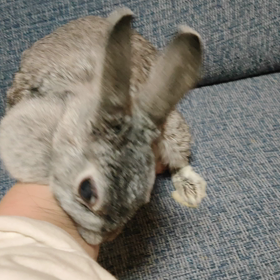 かくかくぷ〜の画像